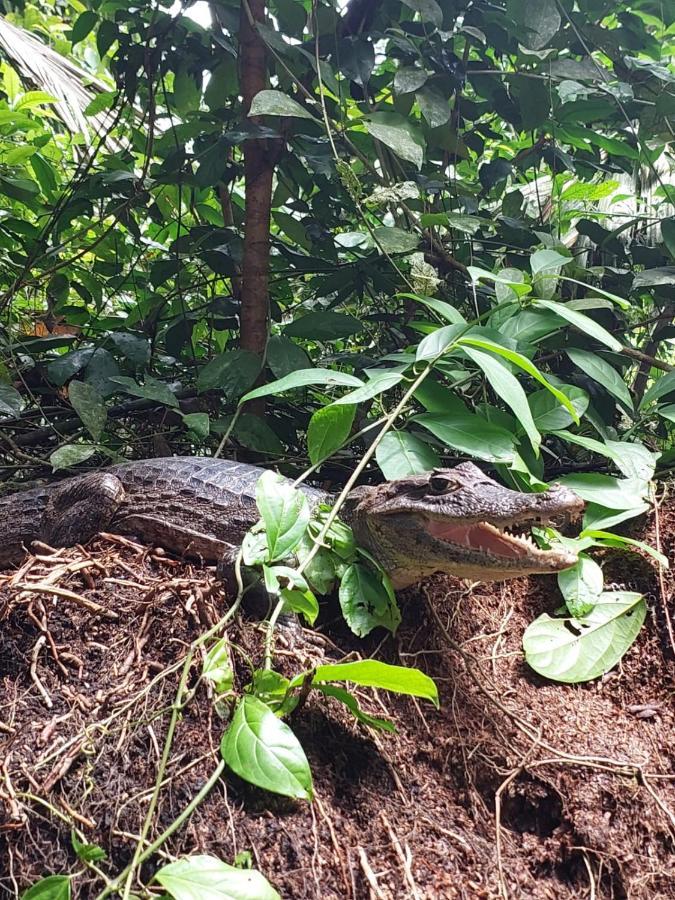 Bed and Breakfast Casa Caribe Tortuguero Esterno foto