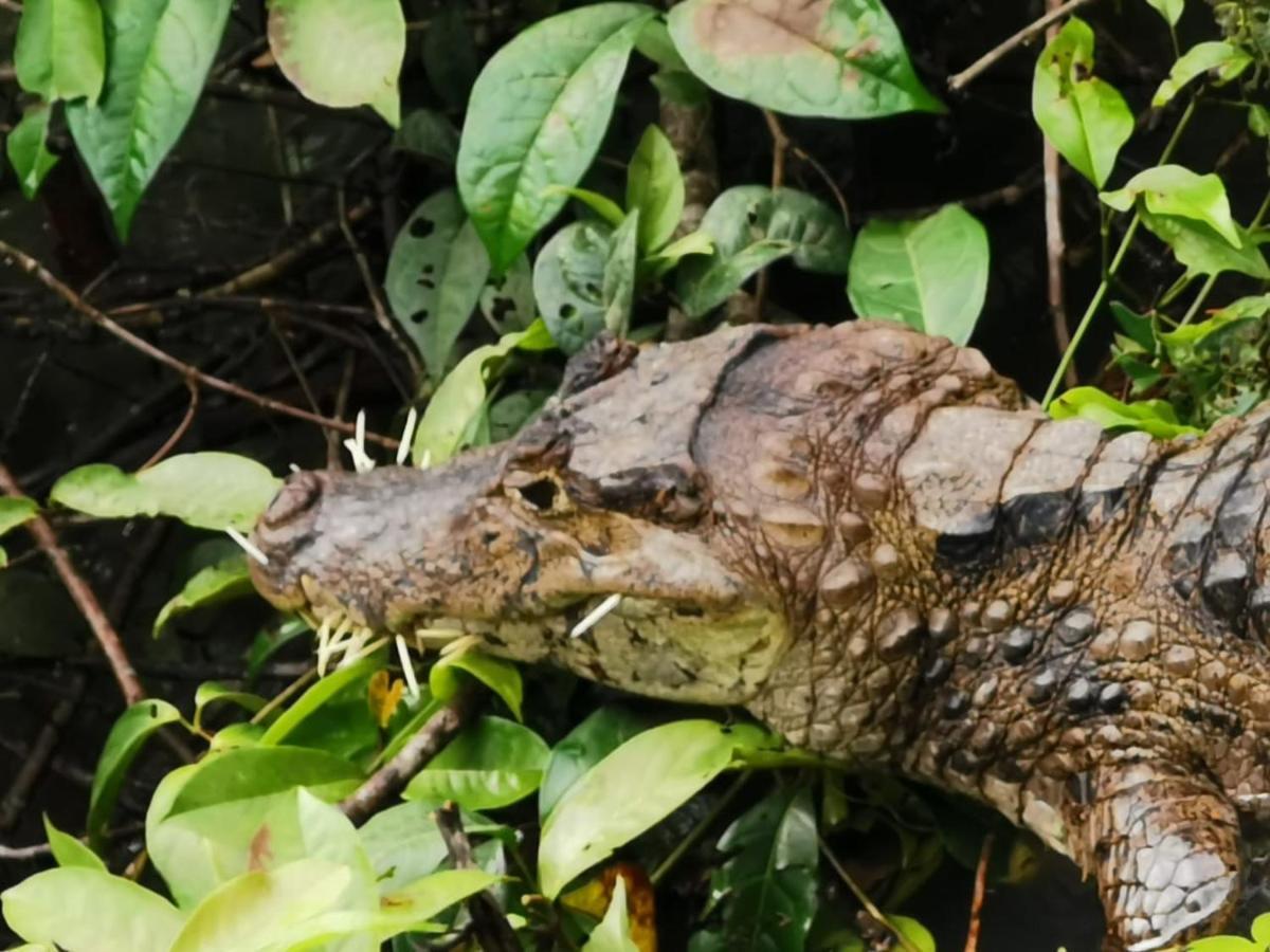 Bed and Breakfast Casa Caribe Tortuguero Esterno foto