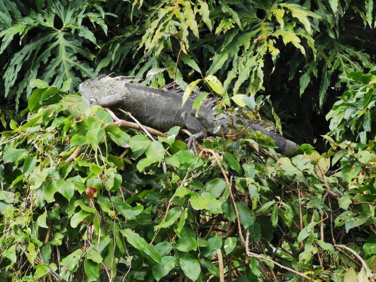Bed and Breakfast Casa Caribe Tortuguero Esterno foto