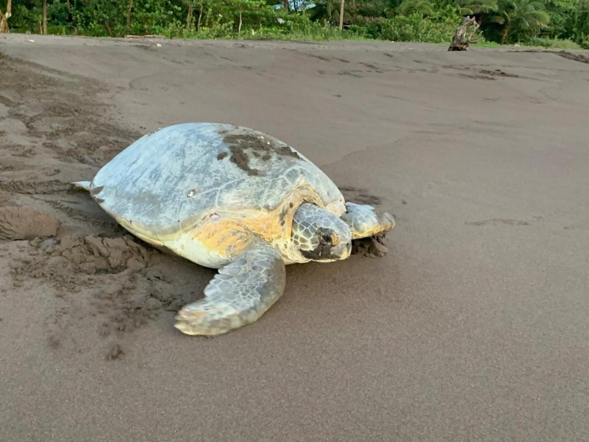 Bed and Breakfast Casa Caribe Tortuguero Esterno foto